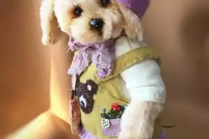 Собачка тедди Милана